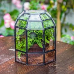 Half Dome Geometric Glass Terrarium, Close, Succulents Planter Pot Miniature Landscape Bonsai Container -Terrarium Plant Hub IMG 0189