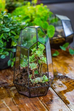 Handmade Irregular Tall Black Glass Geometric Terrarium Various Size For Succulents Moss Airplants -Terrarium Plant Hub IMG 0221