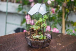 Handmade Irregular Tall Black Glass Geometric Terrarium Various Size For Succulents Moss Airplants -Terrarium Plant Hub IMG 0223