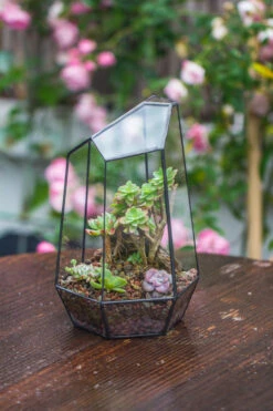 Handmade Irregular Tall Black Glass Geometric Terrarium Various Size For Succulents Moss Airplants -Terrarium Plant Hub IMG 0224