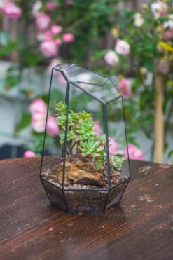 Handmade Irregular Tall Black Glass Geometric Terrarium Various Size For Succulents Moss Airplants -Terrarium Plant Hub IMG 0226 ae784483 8789 4f06 9bb6 8e779879d115