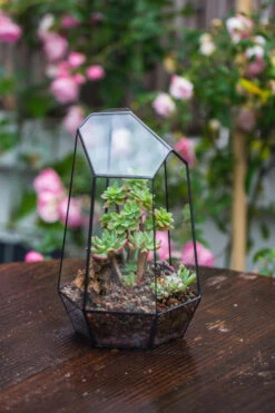 Handmade Irregular Tall Black Glass Geometric Terrarium Various Size For Succulents Moss Airplants -Terrarium Plant Hub IMG 0227
