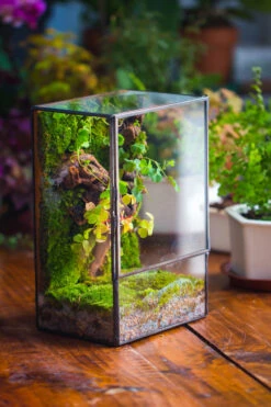 NCYP Close Geometric Glass Terrarium With Door, Tin Sealed Rectangle Tall Moss Wall Planter For Moss Wall, Fern, Landscape Multiple Size -Terrarium Plant Hub IMG 0228