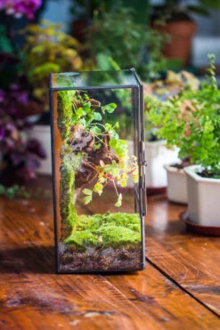 NCYP Close Geometric Glass Terrarium With Door, Tin Sealed Rectangle Tall Moss Wall Planter For Moss Wall, Fern, Landscape Multiple Size -Terrarium Plant Hub IMG 0230