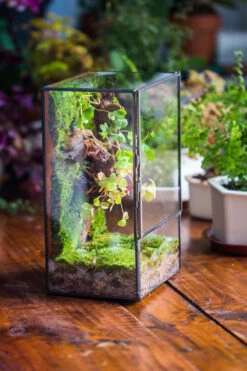 NCYP Close Geometric Glass Terrarium With Door, Tin Sealed Rectangle Tall Moss Wall Planter For Moss Wall, Fern, Landscape Multiple Size -Terrarium Plant Hub IMG 0231