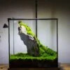 10" Cube Close Geometric Glass Tin Terrarium, Planter For Moss Wall, Fern, Landscape No Plants -Terrarium Plant Hub IMG 0248 424f172a 3e25 4257 8bfa 12f8bc46db83