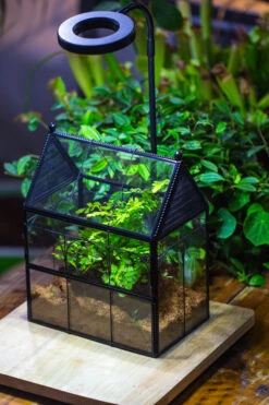 Handmade Twisted Wire House Shape Glass Geometric Terrarium With LED Light Set, Snail Jumping Spider Enclosure, Insect Container Set -Terrarium Plant Hub IMG 0326 a6495549 8847 4559 adc9 3bc366753efd