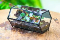NCYP Long Hexagon Mimi Geometric Terrarium For Spiders And Small Insects -Terrarium Plant Hub IMG 0358