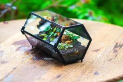 NCYP Long Hexagon Mimi Geometric Terrarium For Spiders And Small Insects -Terrarium Plant Hub IMG 0360