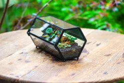 NCYP Long Hexagon Mimi Geometric Terrarium For Spiders And Small Insects -Terrarium Plant Hub IMG 0361