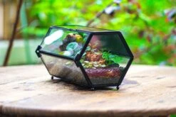 NCYP Long Hexagon Mimi Geometric Terrarium For Spiders And Small Insects -Terrarium Plant Hub IMG 0362