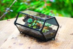 NCYP Long Hexagon Mimi Geometric Terrarium For Spiders And Small Insects -Terrarium Plant Hub IMG 0363