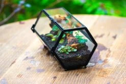 NCYP Long Hexagon Mimi Geometric Terrarium For Spiders And Small Insects -Terrarium Plant Hub IMG 0367 2
