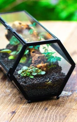 NCYP Long Hexagon Mimi Geometric Terrarium For Spiders And Small Insects -Terrarium Plant Hub IMG 0367