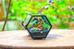 NCYP Long Hexagon Mimi Geometric Terrarium For Spiders And Small Insects -Terrarium Plant Hub IMG 0368 2
