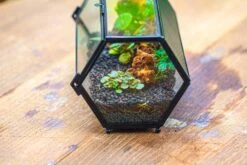 NCYP Long Hexagon Mimi Geometric Terrarium For Spiders And Small Insects -Terrarium Plant Hub IMG 0370