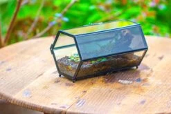 NCYP Long Hexagon Mimi Geometric Terrarium For Spiders And Small Insects -Terrarium Plant Hub IMG 0372
