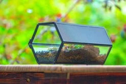 NCYP Long Hexagon Mimi Geometric Terrarium For Spiders And Small Insects -Terrarium Plant Hub IMG 0375