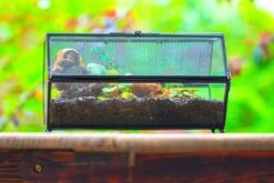 NCYP Long Hexagon Mimi Geometric Terrarium For Spiders And Small Insects -Terrarium Plant Hub IMG 0376