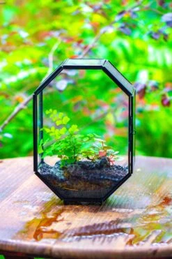 NCYP Octagon 6x8 Inches Geometric Terrarium With Vents For Small Insects -Terrarium Plant Hub IMG 0387