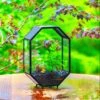 NCYP Octagon 6x8 Inches Geometric Terrarium With Vents For Small Insects -Terrarium Plant Hub IMG 0398 1
