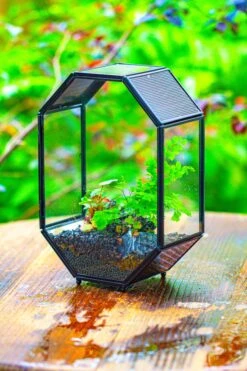 NCYP Octagon 6x8 Inches Geometric Terrarium With Vents For Small Insects -Terrarium Plant Hub IMG 0404
