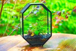 NCYP Octagon 6x8 Inches Geometric Terrarium With Vents For Small Insects -Terrarium Plant Hub IMG 0405