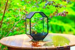 NCYP Octagon 6x8 Inches Geometric Terrarium With Vents For Small Insects -Terrarium Plant Hub IMG 0406