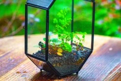 NCYP Octagon 6x8 Inches Geometric Terrarium With Vents For Small Insects -Terrarium Plant Hub IMG 0409
