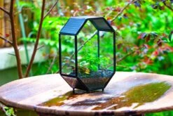 NCYP Octagon 6x8 Inches Geometric Terrarium With Vents For Small Insects -Terrarium Plant Hub IMG 0412