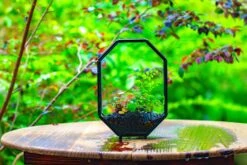 NCYP Octagon 6x8 Inches Geometric Terrarium With Vents For Small Insects -Terrarium Plant Hub IMG 0414