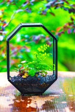 NCYP Octagon 6x8 Inches Geometric Terrarium With Vents For Small Insects -Terrarium Plant Hub IMG 0418