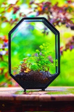 NCYP Octagon 6x8 Inches Geometric Terrarium With Vents For Small Insects -Terrarium Plant Hub IMG 0420