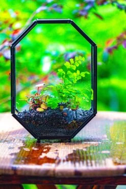 NCYP Octagon 6x8 Inches Geometric Terrarium With Vents For Small Insects -Terrarium Plant Hub IMG 0421