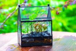 Vintage Mini House Shape Glass Geometric Terrarium For Jumping Spider 24 Vintage Mini House Shape Glass Geometric Terrarium For Jumping Spider -Terrarium Plant Hub IMG 0422