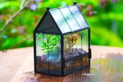 Vintage Mini House Shape Glass Geometric Terrarium For Jumping Spider 35 Vintage Mini House Shape Glass Geometric Terrarium For Jumping Spider -Terrarium Plant Hub IMG 0423