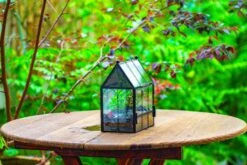 Vintage Mini House Shape Glass Geometric Terrarium For Jumping Spider 37 Vintage Mini House Shape Glass Geometric Terrarium For Jumping Spider -Terrarium Plant Hub IMG 0425