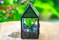 Vintage Mini House Shape Glass Geometric Terrarium For Jumping Spider 39 Vintage Mini House Shape Glass Geometric Terrarium For Jumping Spider -Terrarium Plant Hub IMG 0427