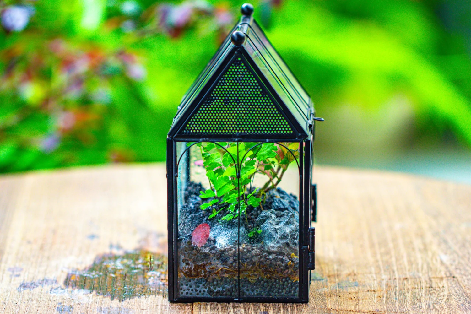 Vintage Mini House Shape Glass Geometric Terrarium For Jumping Spider 20 Vintage Mini House Shape Glass Geometric Terrarium For Jumping Spider - Image 18