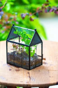 Vintage Mini House Shape Glass Geometric Terrarium For Jumping Spider 25 Vintage Mini House Shape Glass Geometric Terrarium For Jumping Spider -Terrarium Plant Hub IMG 0429 2