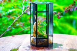 NCYP Tall Hexagon Mimi Geometric Terrarium For Spiders And Small Insects -Terrarium Plant Hub IMG 0461