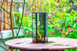 NCYP Tall Hexagon Mimi Geometric Terrarium For Spiders And Small Insects -Terrarium Plant Hub IMG 0467