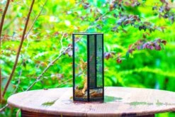 NCYP Tall Hexagon Mimi Geometric Terrarium For Spiders And Small Insects -Terrarium Plant Hub IMG 0468