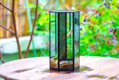 NCYP Tall Hexagon Mimi Geometric Terrarium For Spiders And Small Insects -Terrarium Plant Hub IMG 0469