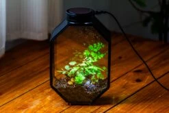 NCYP Octagon 6x8 Inches Geometric Terrarium With Vents For Small Insects -Terrarium Plant Hub IMG 0647