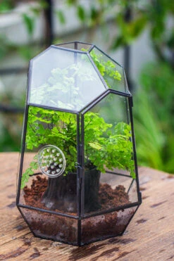 NCYP Close Geometric Glass Terrarium With Door, With Vents, Coconut Coir, Tree Stump Like Black Pot Building Set, For Snails, Spiders -Terrarium Plant Hub IMG 0649