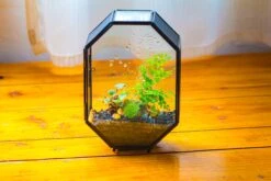 NCYP Octagon 6x8 Inches Geometric Terrarium With Vents For Small Insects -Terrarium Plant Hub IMG 0649 a74923f6 269d 4d7d a2b2 4ab331c69951