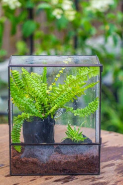 Handmade Close Glass Terrarium With Vents, With LED Grow Light Set, FOR Insects, Bugs -Terrarium Plant Hub IMG 0657 2c0b1e25 4653 4a7e 82ee 5374de18c58d