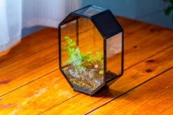 NCYP Octagon 6x8 Inches Geometric Terrarium With Vents For Small Insects -Terrarium Plant Hub IMG 0657 94d17daf 2d2a 49e4 969e 35e4883a9531