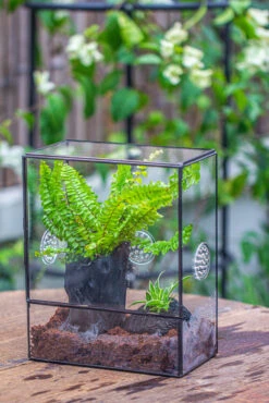 Handmade Close Glass Terrarium With Vents, With LED Grow Light Set, FOR Insects, Bugs -Terrarium Plant Hub IMG 0660 def47d30 9874 4979 a874 7ade9ebe9fa4